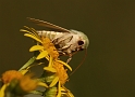 Groene Weideuil (Calamia tridens)